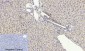 p53 Polyclonal Antibody